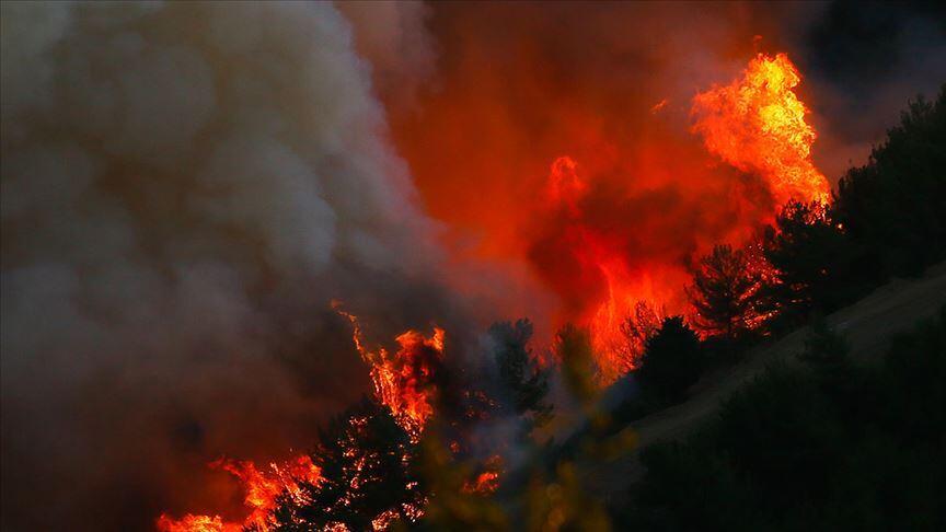 Yardım kuruluşlarından yanan ormanların yeniden yeşertilmesine destek