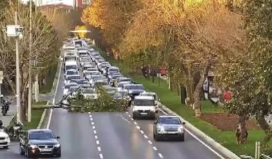 Bakırköy’de sahil yoluna ağaç devrildi: Trafik sıkıştı