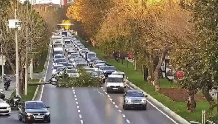 Bakırköy’de sahil yoluna ağaç devrildi: Trafik sıkıştı