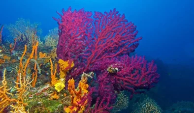 Koruma Altında: Ayvalık’ın Nesli Tehlike Altındaki Kırmızı Mercanları