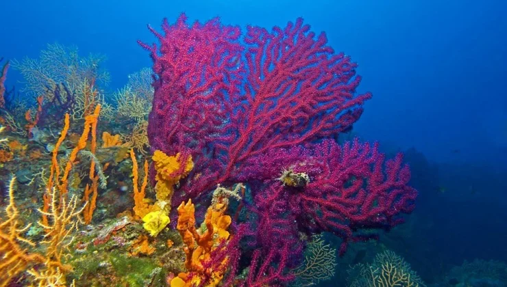 Koruma Altında: Ayvalık’ın Nesli Tehlike Altındaki Kırmızı Mercanları