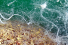 Müsilaj Alarmı: Gölcük Değirmendere’de Deniz Altında Ekosistem Tehdit Altında 6 Ekran görüntüsü 2024-12-31 173827