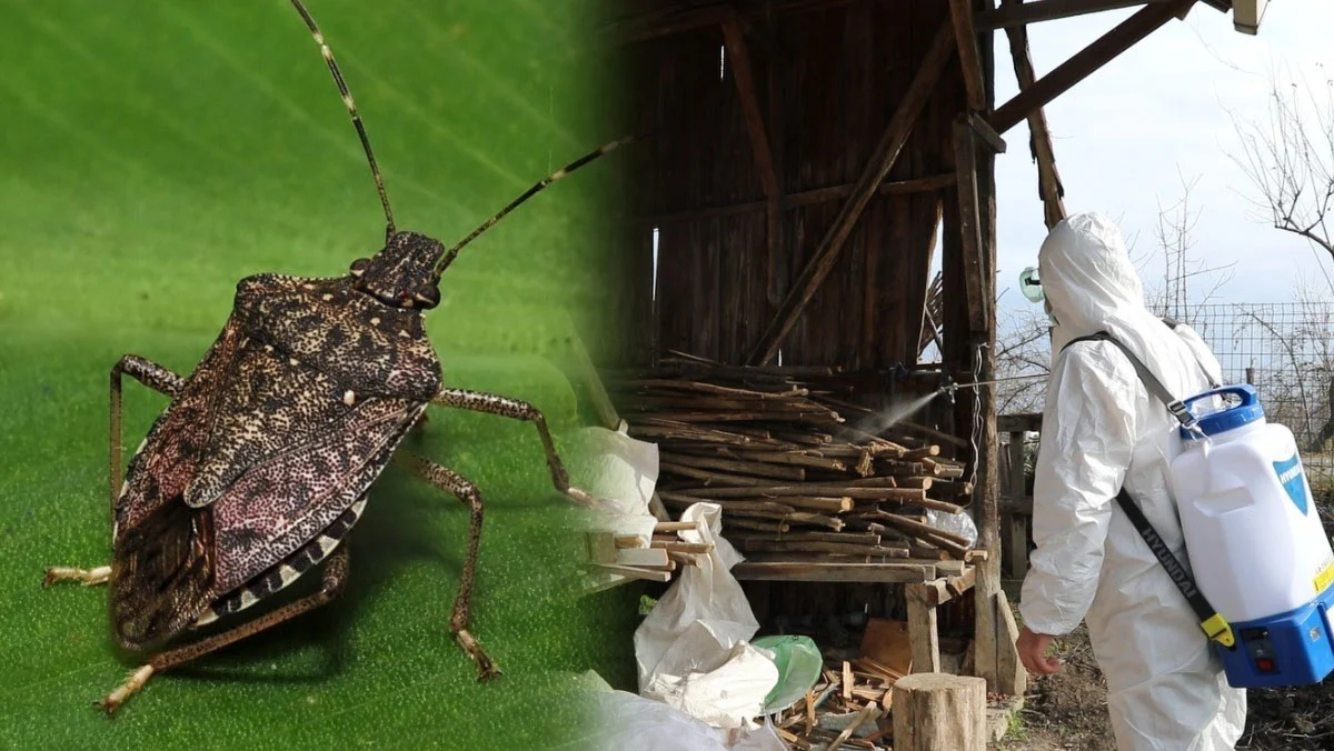 Karadeniz Bölgesi'nde Kahverengi Kokarca Alarmı 2 kahverengikokarca