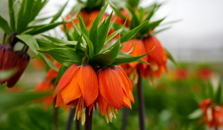 TERS LALE KOPARANA 577 BİN TL CEZA