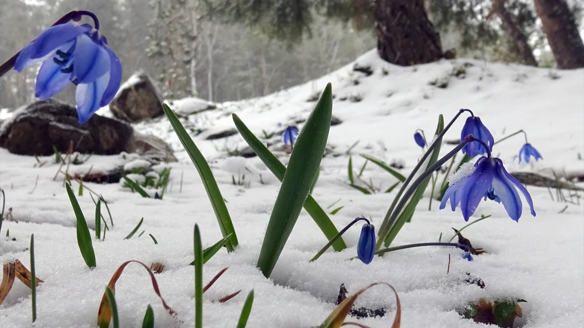 SARIKAMIŞ'TA BAHARIN İLK İZLERİ 5 6800f6396bb67454