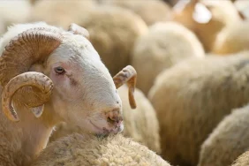 2025 YILI VEKALETLE KURBAN KESİM BEDELİ AÇIKLANDI 7 68072f7c782365f6b486ce49