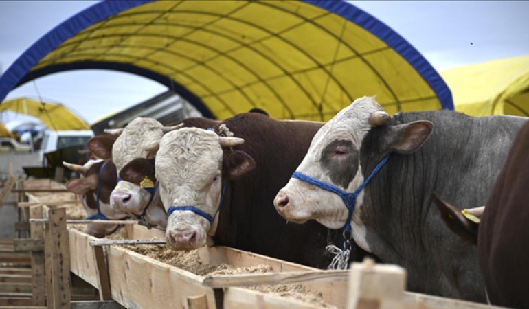 KURBANLIK ALIRKEN DİKKAT! İNTERNETTEN ALIŞVERİŞTE DOLANDIRICI TUZAĞI