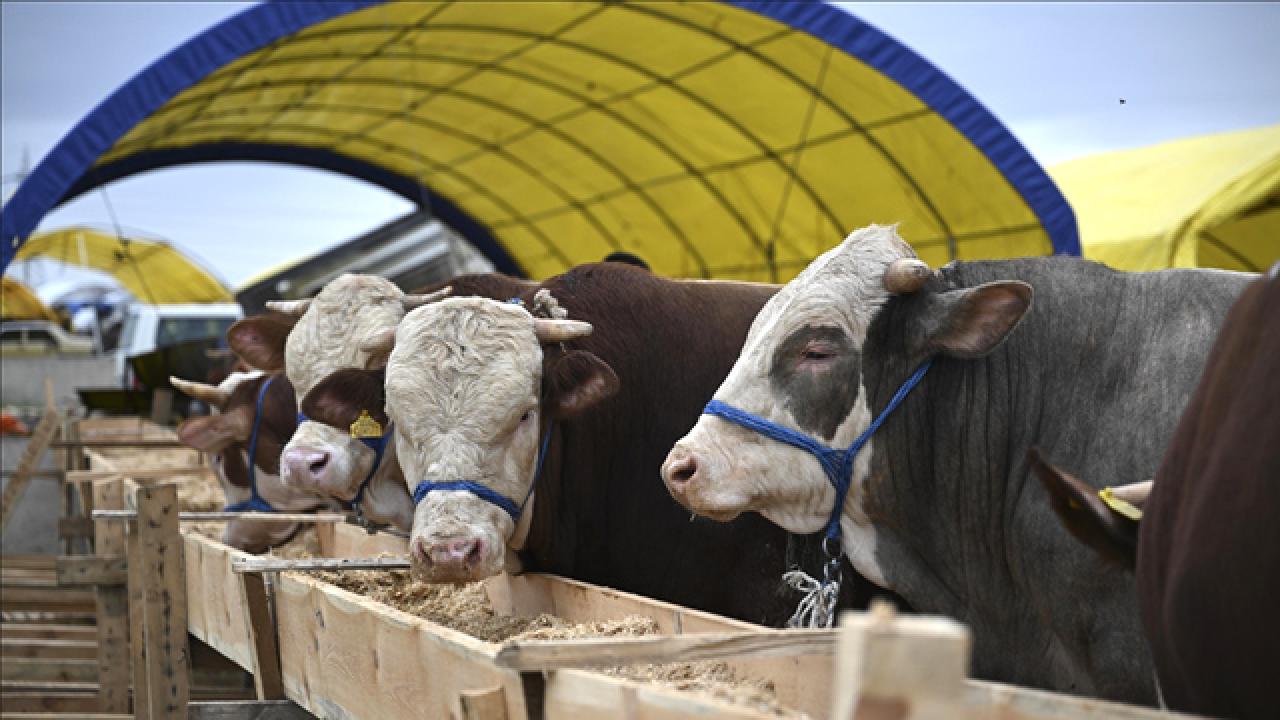 KURBANLIK ALIRKEN DİKKAT! İNTERNETTEN ALIŞVERİŞTE DOLANDIRICI TUZAĞI 2 1350375