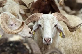 son-dakika-2025-kurban-ba-600