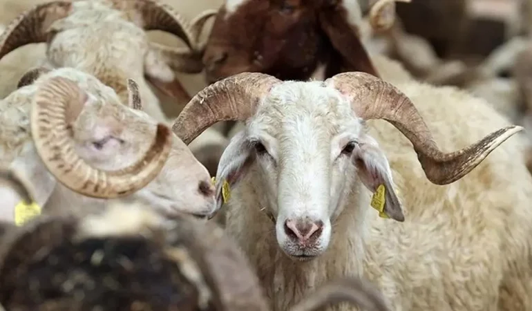 KURBAN BAYRAMI TATİLİ 5,5 GÜN OLARAK BELİRLENDİ