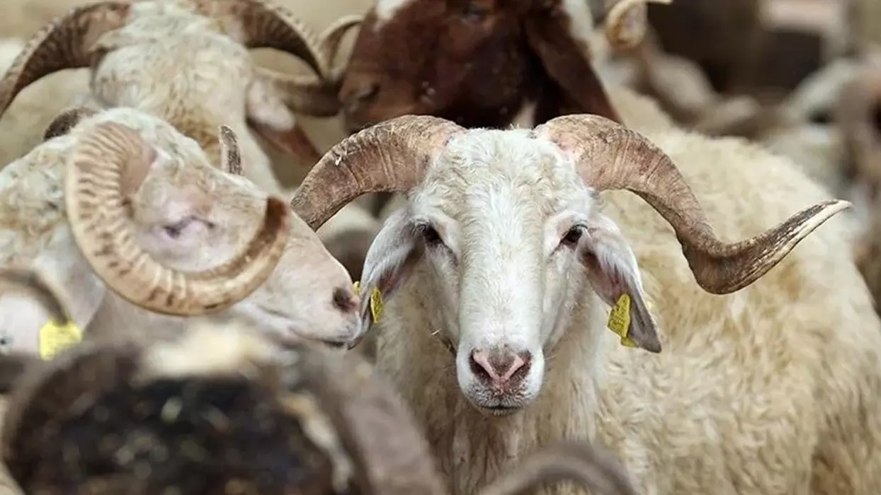 son-dakika-2025-kurban-ba-600