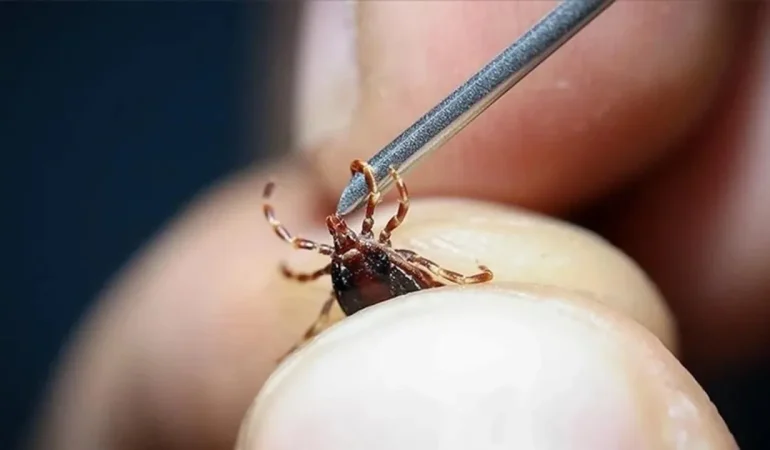 İstanbul’u Kene Bastı! Profesörden Korkutan Uyarıİstanbul’u Kene Bastı! Profesörden Korkutan Uyarı