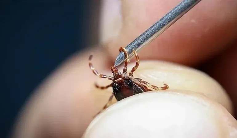 İstanbul’un Sarıyer İlçesinde Kene Alarmı! Vaka Sayısı 100’ü Geçti