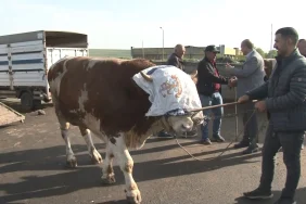 Kars Hayvan Pazarı'nda 900 Kiloluk Boğa “Rıfkı” 300 Bin TL’ye Satıldı 3 rifkinin-fiyati-dudak-ucuklatti-900-kiloluk-boga-kars-hayvan-pazarini-salladi-tam-300-bin-tl-yenicag-1