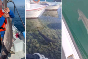 resized_6e71d-74ef37502