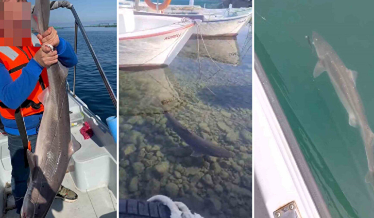 Karadeniz’de Köpekbalığı Görüntüleri Panik Yarattı