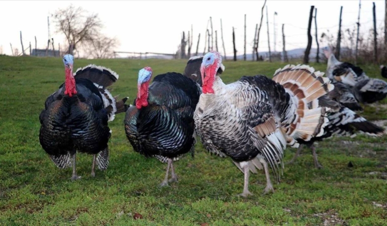 YILBAŞI ÖNCESİ HİNDİLER TEZGÂHLARDA YERİNİ ALDI, FİYATLAR CEP YAKIYOR