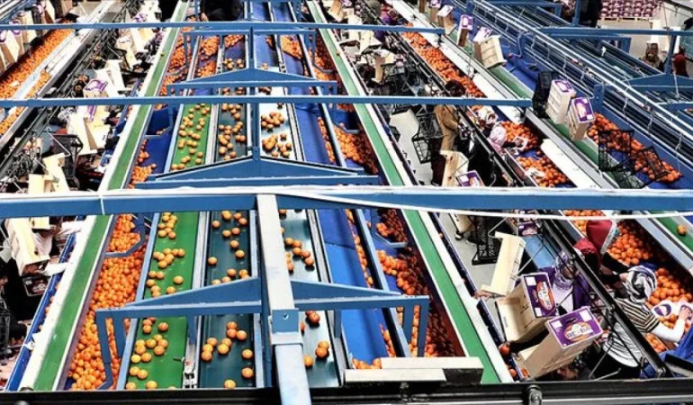 TÜRK GIDA İHRACATINDA KRİTİK UYARI: “4 ÜRÜNDEN 3’Ü AB STANDARTLARINA UYGUN DEĞİL” DENİLİYOR