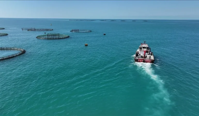 TÜRKİYE 2025 YILINDA BALIK ÜRETİMİNDE CUMHURİYET TARIHININ EN YÜKSEK SEVİYESİNE ULASTI