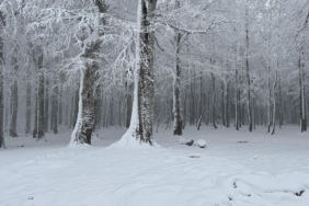 İSTANBUL ŞİLE İLÇESİNDEKİ OKULLAR HAVA KOŞULLARI VE GÜVENLİK ENDİŞELERİ NEDENİYLE BİR GÜNLÜĞÜNE KAPALI TUTULUYOR 7 kar-aa-2349210